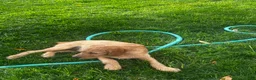 Mixed Breed dogs for sale: Goldie - Ad 6