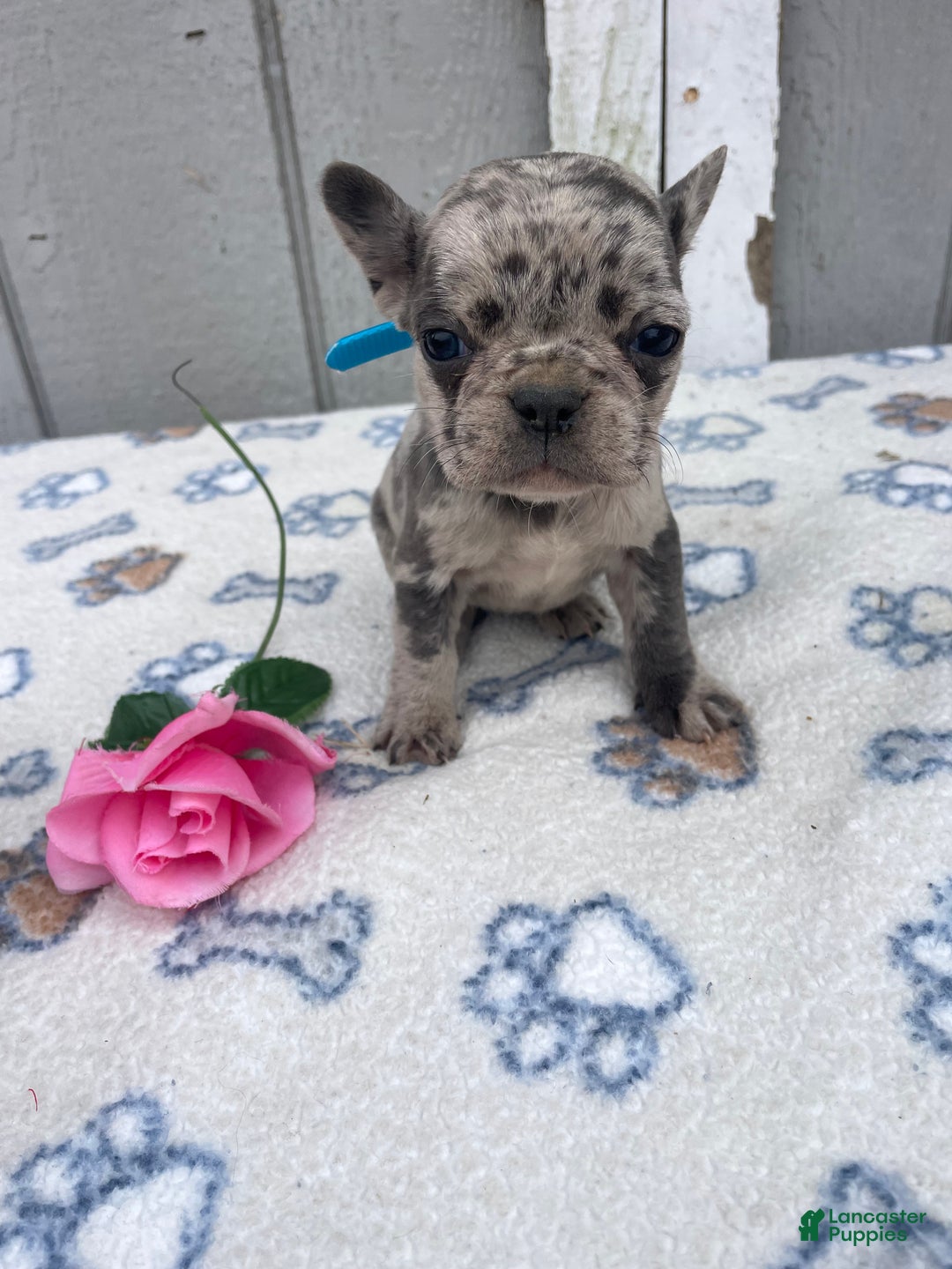 French Bulldog dogs for sale: Glory - Ad 1