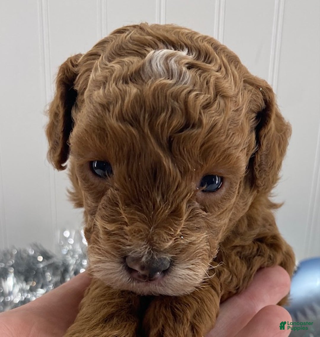 Toy Poodle dogs for sale: Rose - Ad 3