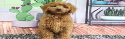 Mini Goldendoodle dogs for sale: April - Ad 6