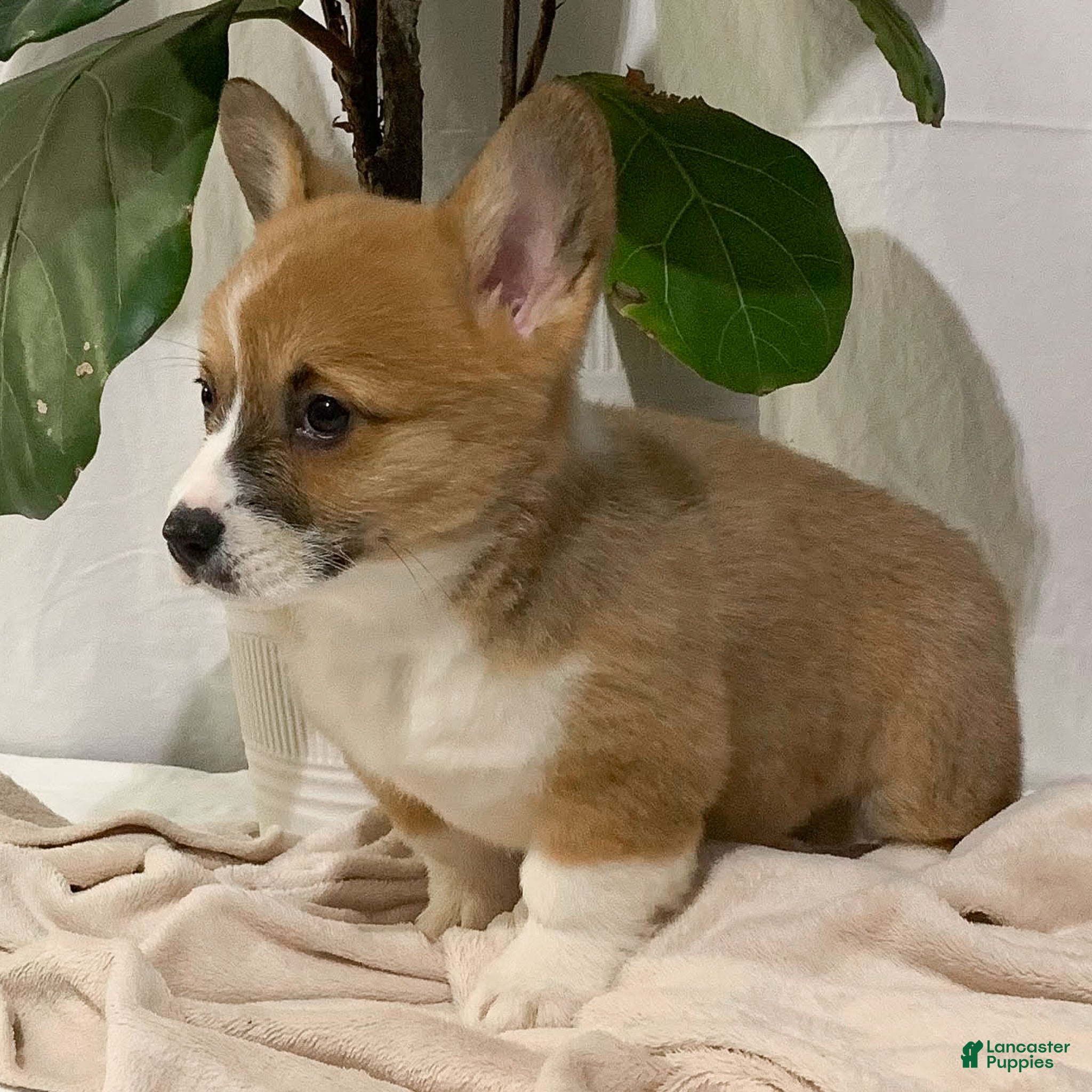 Welsh Corgi Pembroke dogs Tucker - Ad 7