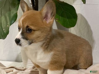 Welsh Corgi Pembroke dogs Tucker - Ad 7