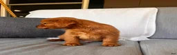 Golden Retriever dogs for sale: Golden Retriever 1 - Ad 7