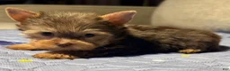 Yorkshire Terrier dogs for sale: Expresso - Ad 5