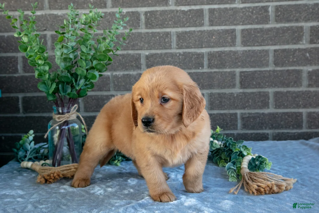 Golden Retriever dogs for sale: Peaches - Ad 2