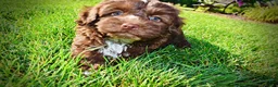 Havapoo dogs for sale: Chewy - Ad 14