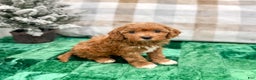 Cavapoo dogs for sale: Oliver - Ad 3