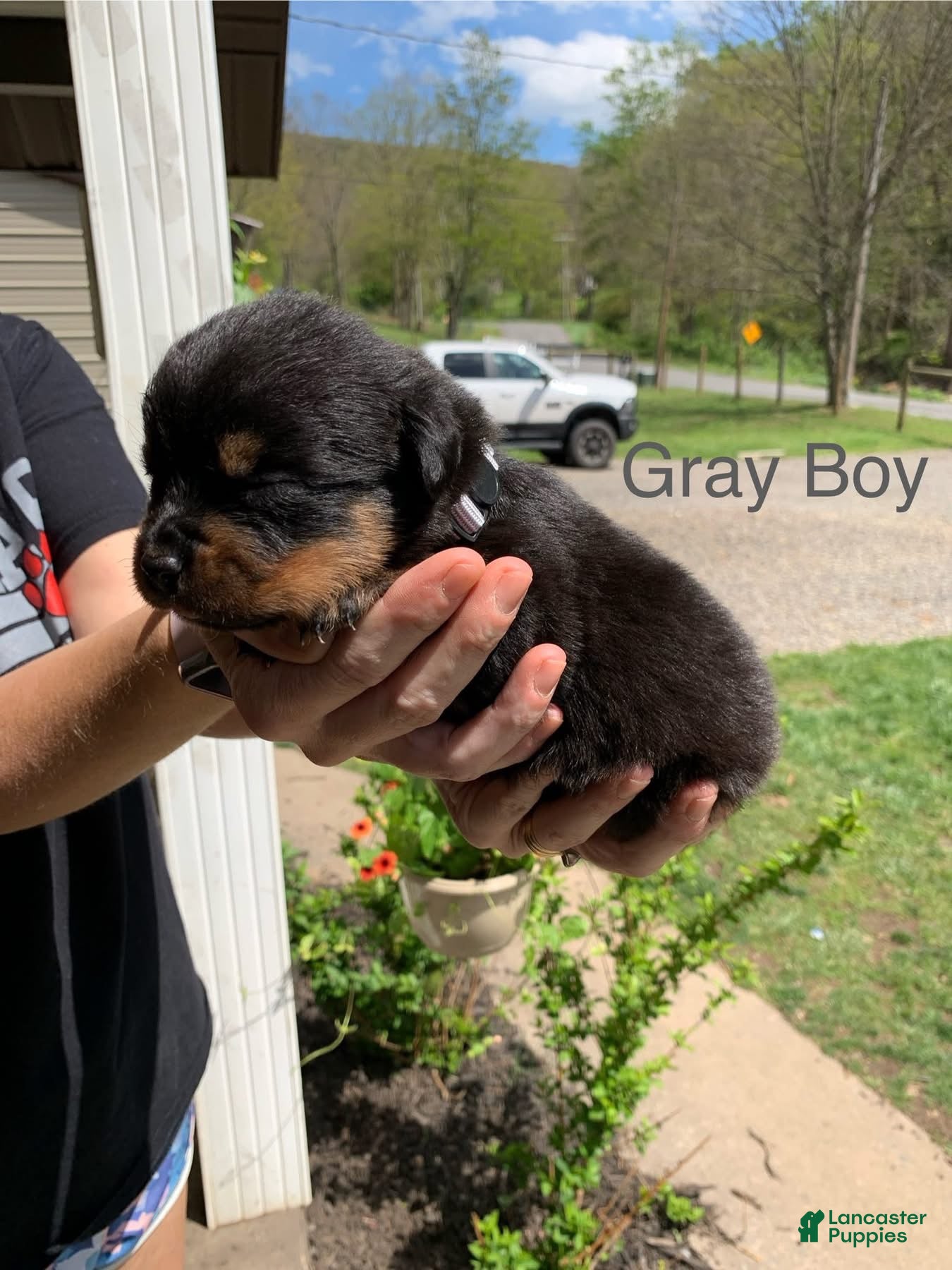 Rottweiler dogs Gray Male - Ad 26