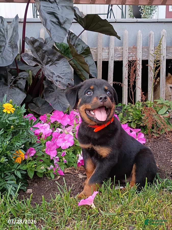 Rottweiler dogs Daffodil - Ad 1