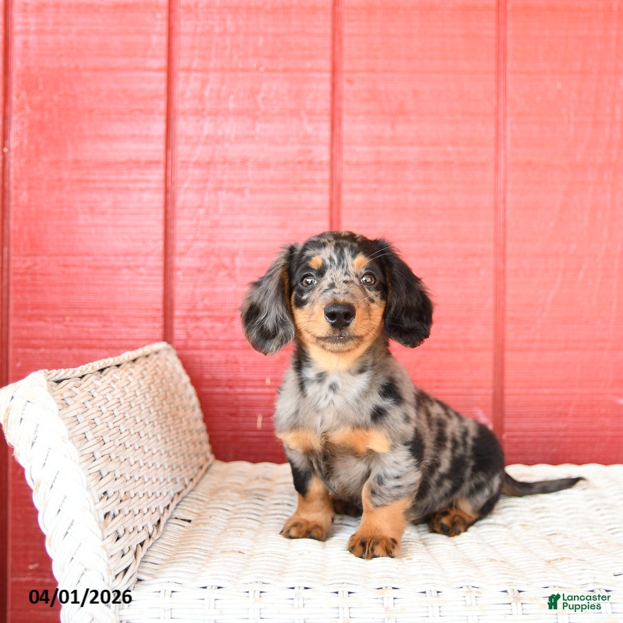 Dachshund dogs Tommy  - Ad 1