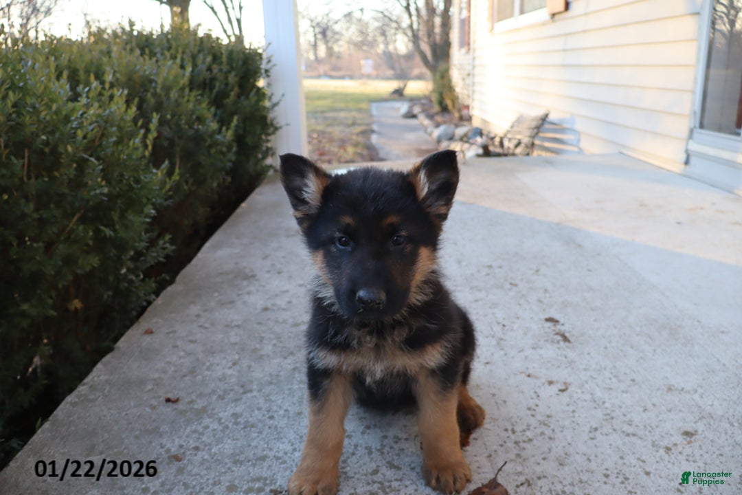 German Shepherd dogs for sale: Troy - Ad 2