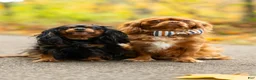 Cavalier King Charles Spaniel dogs for sale: Pearl - Ad 5
