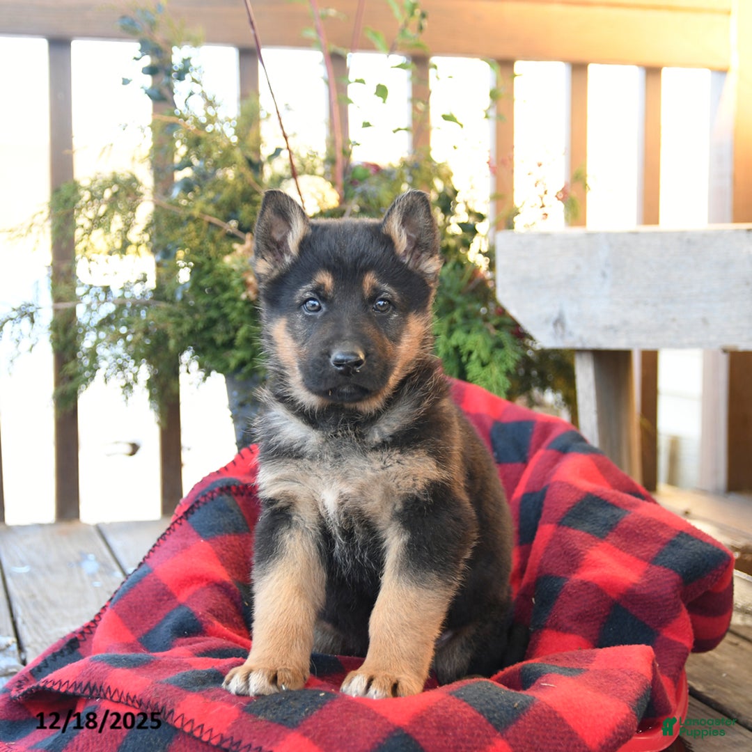 German Shepherd dogs for sale: Mack  - Ad 4