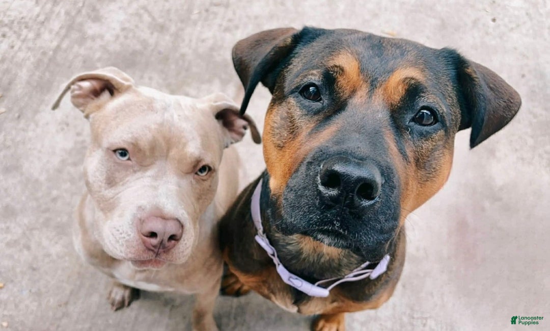 Mixed Breed dogs for sale: Woody - Ad 3