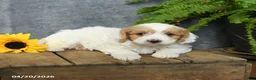 Cavachon dogs for sale: Kappuccino  - Ad 4
