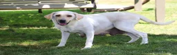 Labrador Retriever dogs for sale: Bela - Ad 8