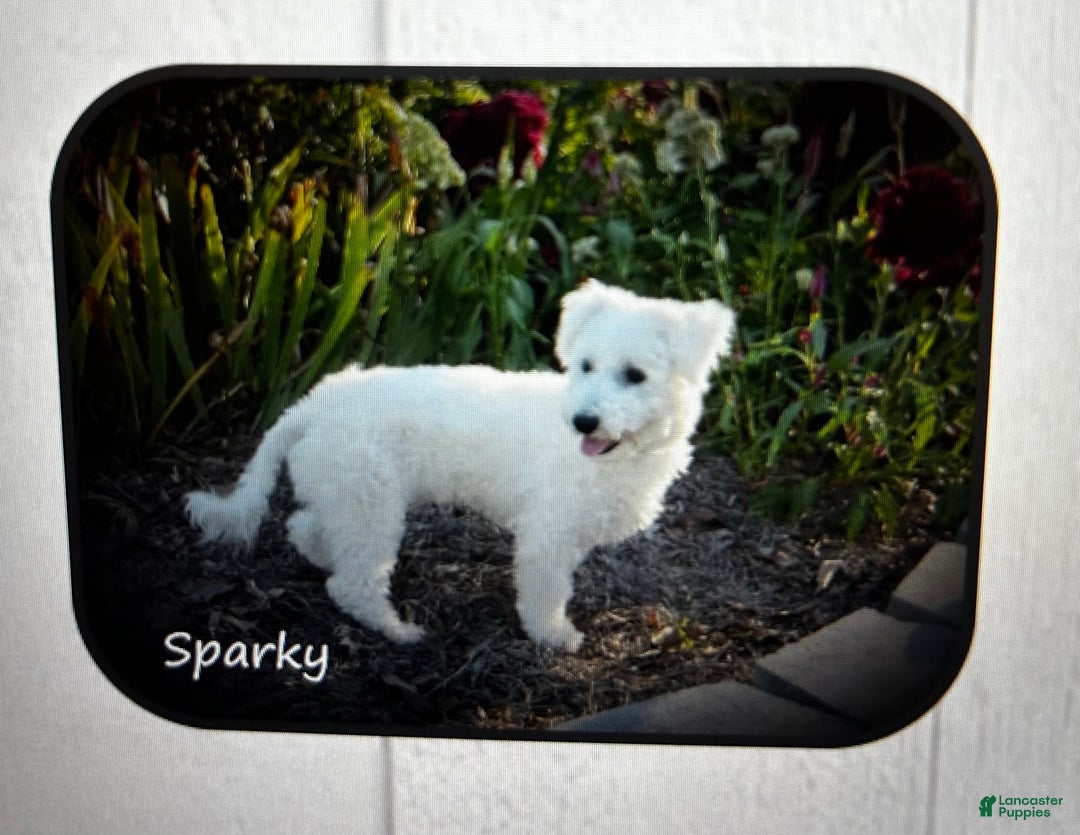 Bichon Frise dogs for sale: Bichon Frise Puppy 1 - Ad 4