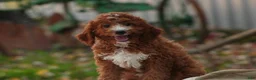 Cavapoo dogs for sale: Rory Cavapoo  - Ad 2