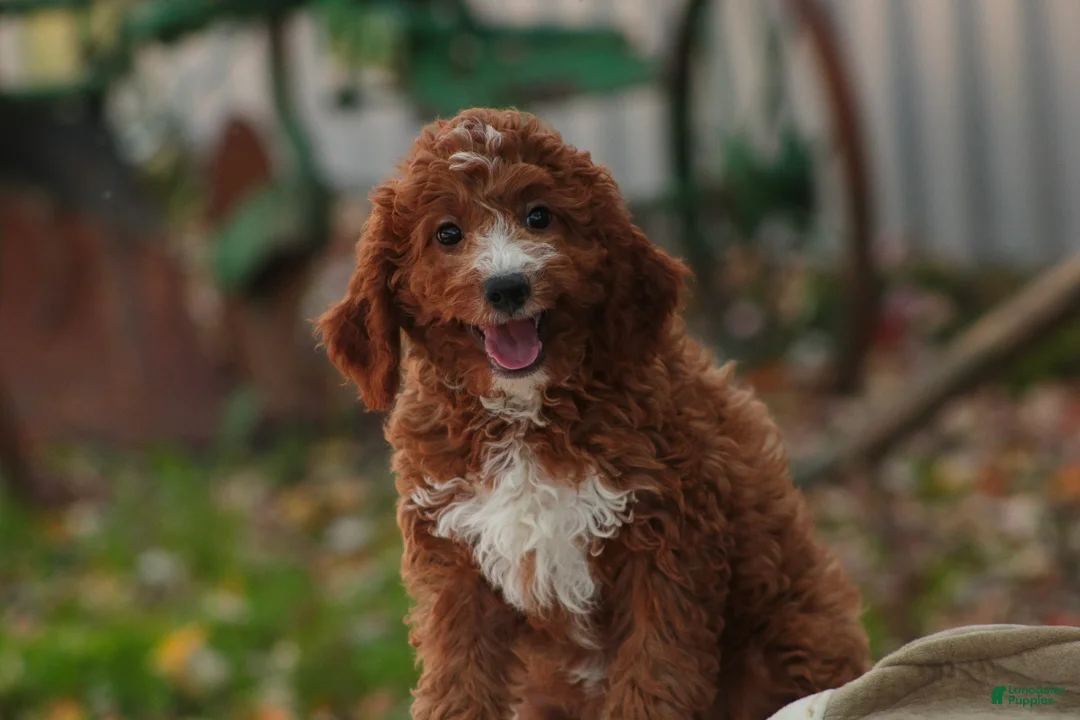 Cavapoo dogs for sale: Rory Cavapoo  - Ad 2