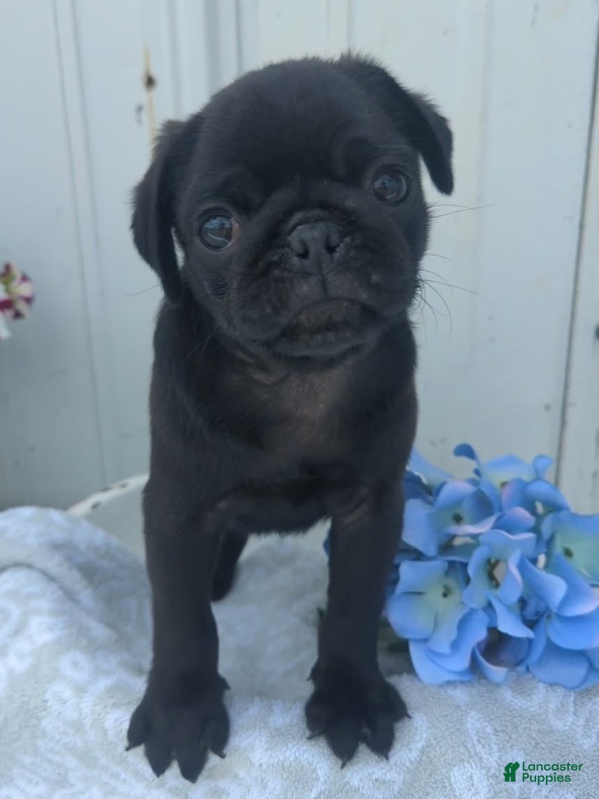 Pug dogs Ethan - Ad 1