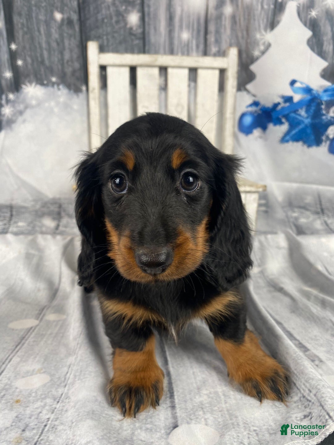 Miniature Dachshund dogs for sale: Daisy - Ad 10