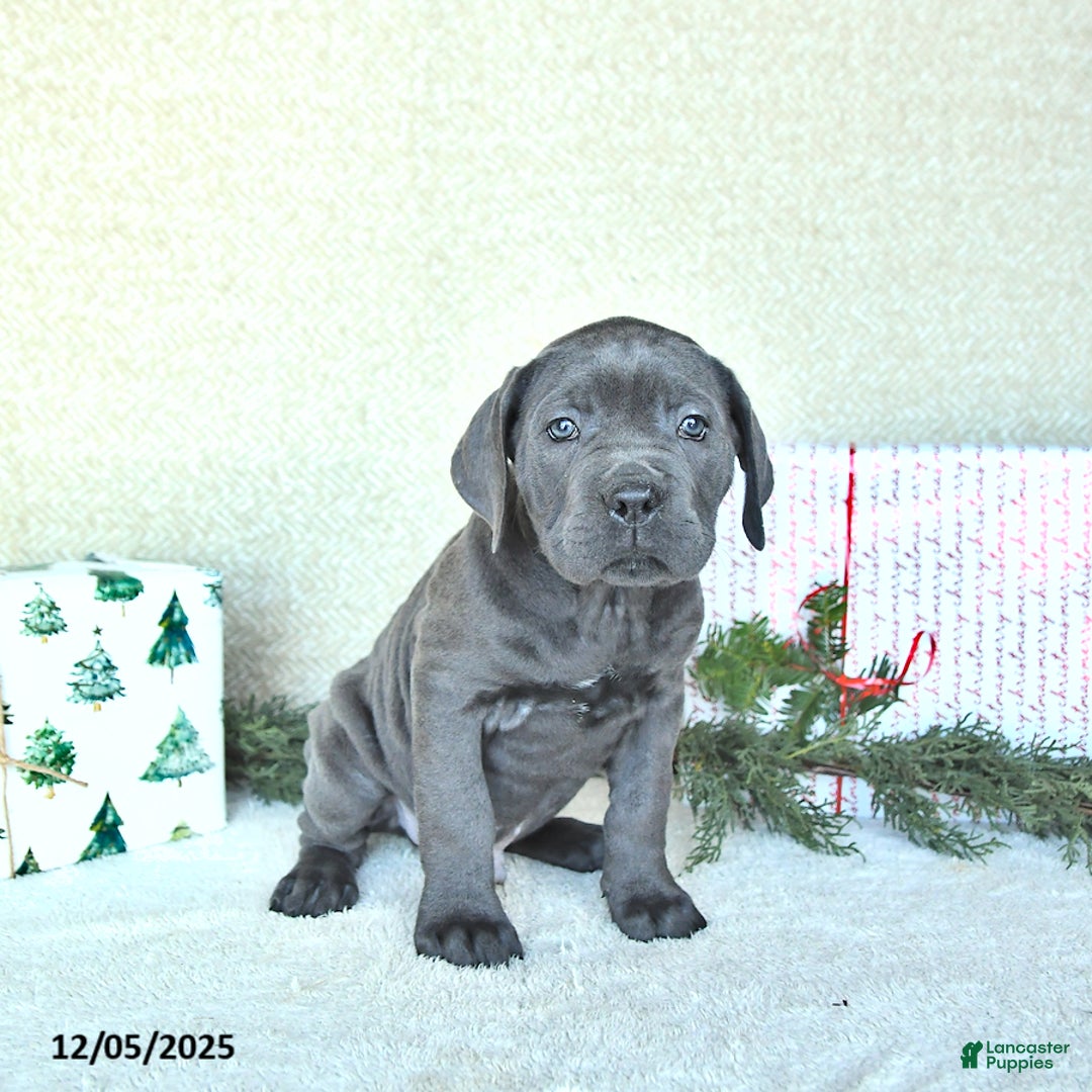 Cane Corso dogs for sale: Max - Ad 3