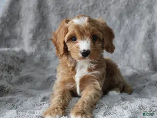 Mixed Breed dogs CAVA-POO-CHON male - JETT - Ad 16