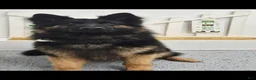 German Shepherd dogs for sale: German Shepherd 1 - Ad 7