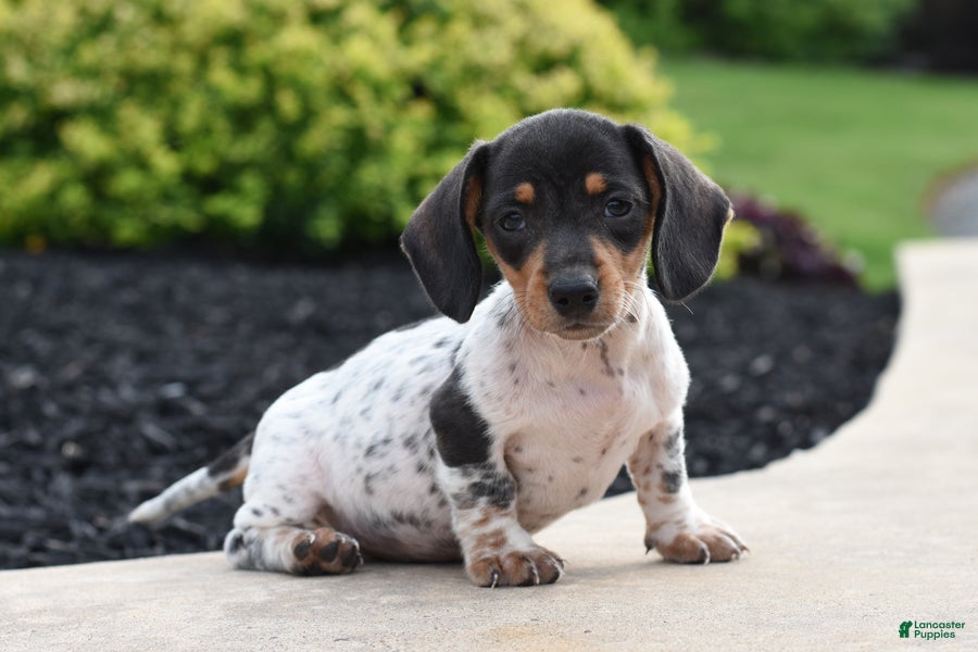 Miniature Dachshund dogs Yoyo - Ad 1