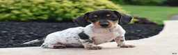 Miniature Dachshund dogs for sale: Yoyo - Ad 1