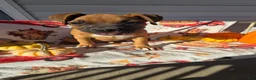 Boxer dogs for sale: Saigd - Ad 4