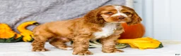 Cocker Spaniel dogs for sale: Zedrick - Ad 5