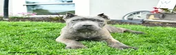 Cane Corso dogs for sale: Denver  - Ad 5