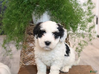 Mini Bernedoodle dogs - Ad 20