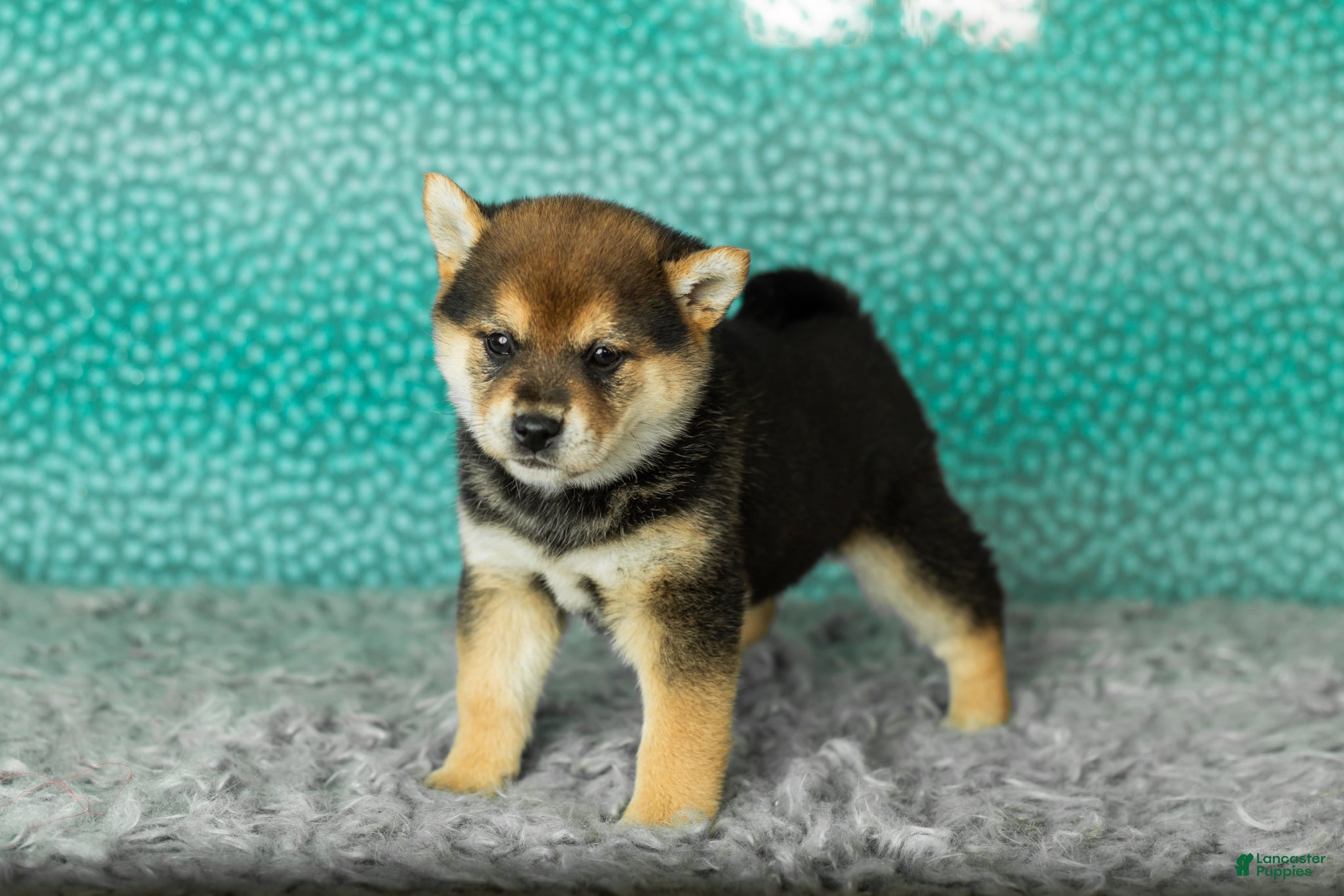 Shiba Inu dogs Amy - Ad 26