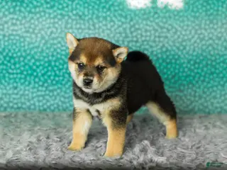 Shiba Inu dogs Amy - Ad 25