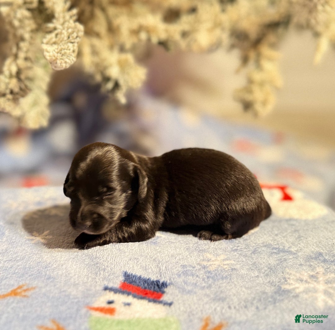 Miniature Dachshund dogs for sale: Joyce - Ad 7