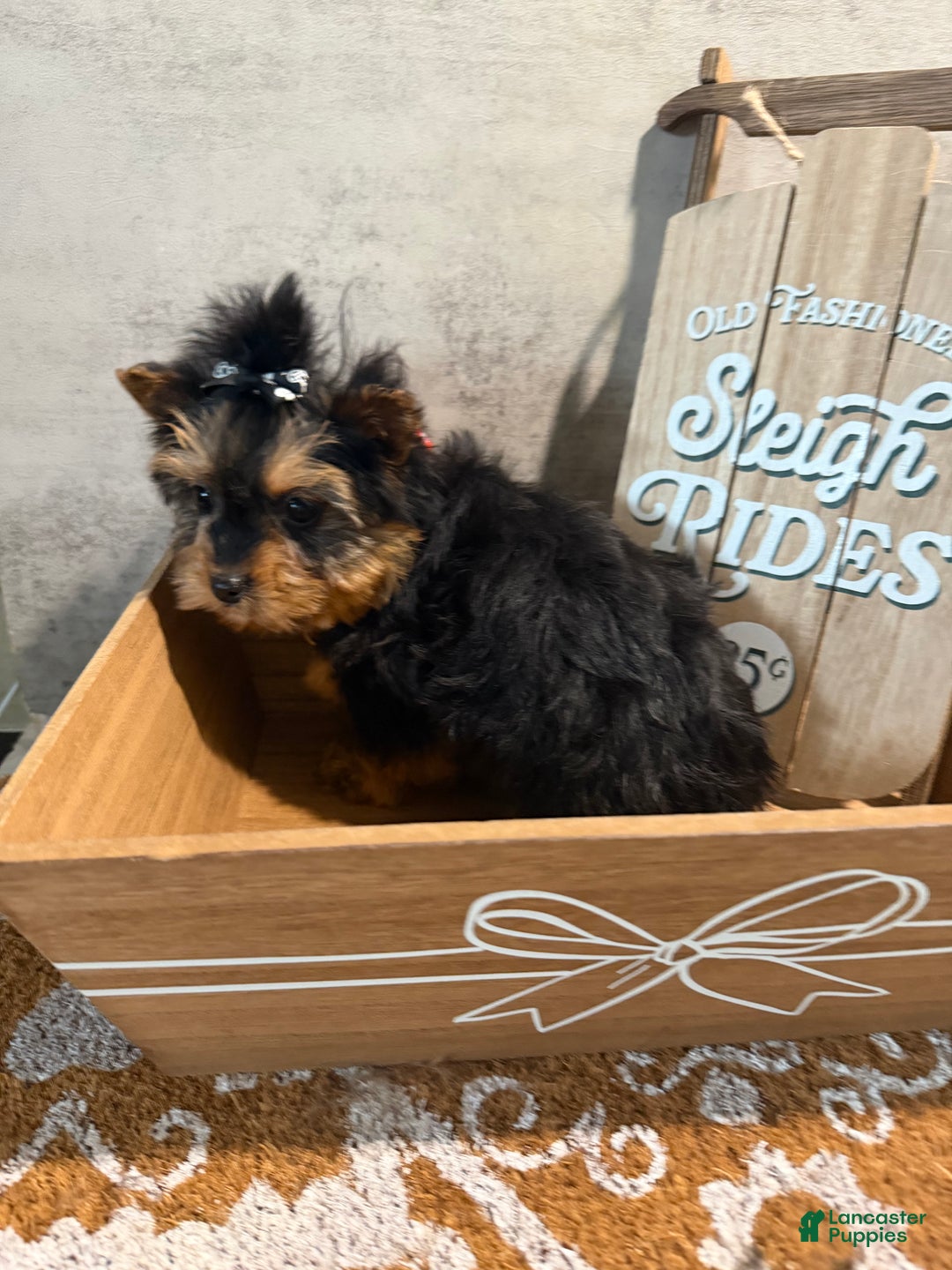 Yorkshire Terrier dogs for sale: Billy Rae - Ad 4