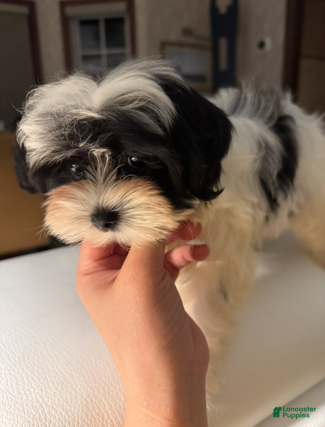 Morkie dogs for sale: Arlo - Ad 2