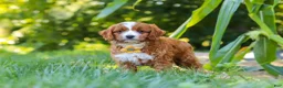 Cavapoo dogs for sale: Rocky - Ad 5