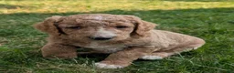 Goldendoodle dogs for sale: Tyson  - Ad 3