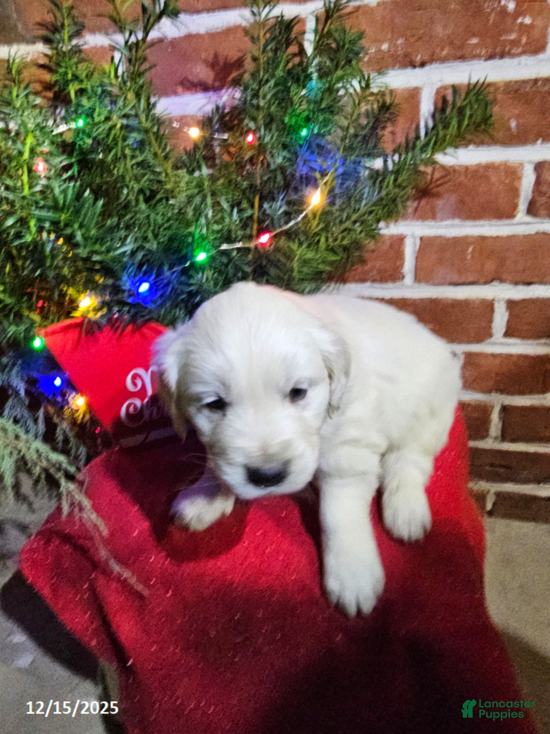 Golden Retriever dogs for sale: Kyle - Ad 3