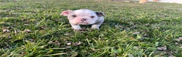 Olde English Bulldogge dogs for sale: Sprite - Ad 2