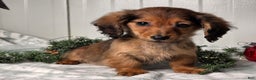 Miniature Dachshund dogs for sale: Darling  - Ad 4