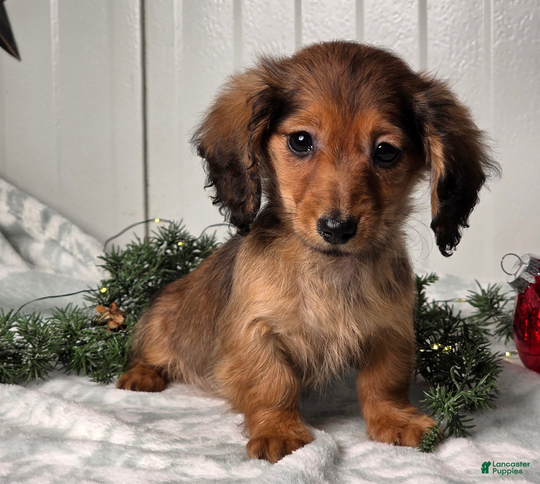 Miniature Dachshund dogs for sale: Darling  - Ad 4