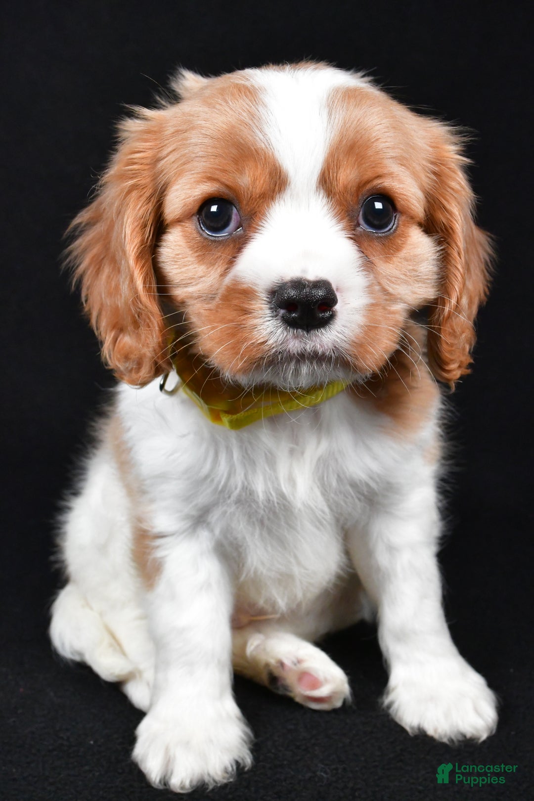 Cavalier King Charles Spaniel dogs for sale: Travis - Ad 3