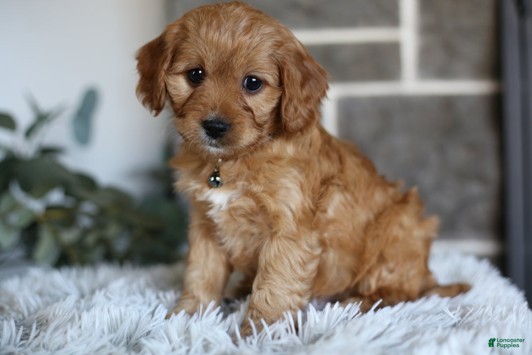 Cavapoo dogs for sale: Mochi - Ad 10