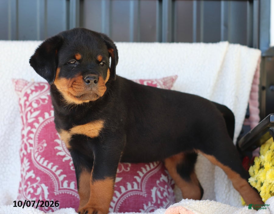 Rottweiler dogs Jubilee - Ad 2