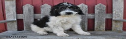 Bernedoodle dogs for sale: Max - Ad 5