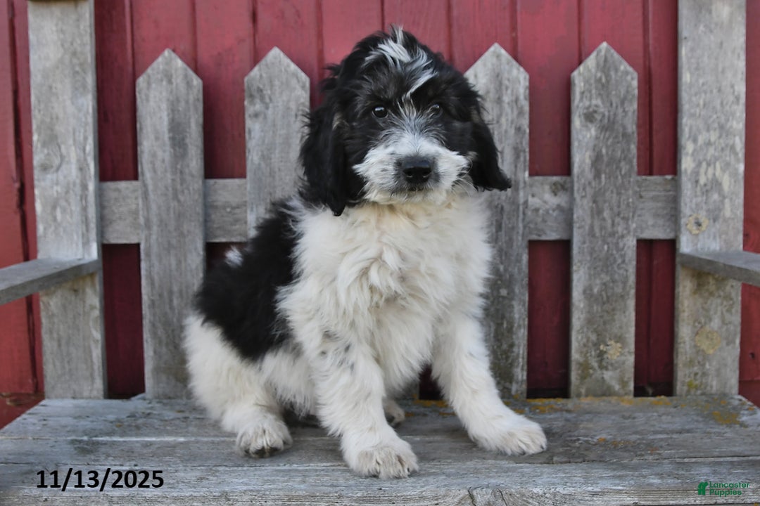 Bernedoodle dogs for sale: Max - Ad 5